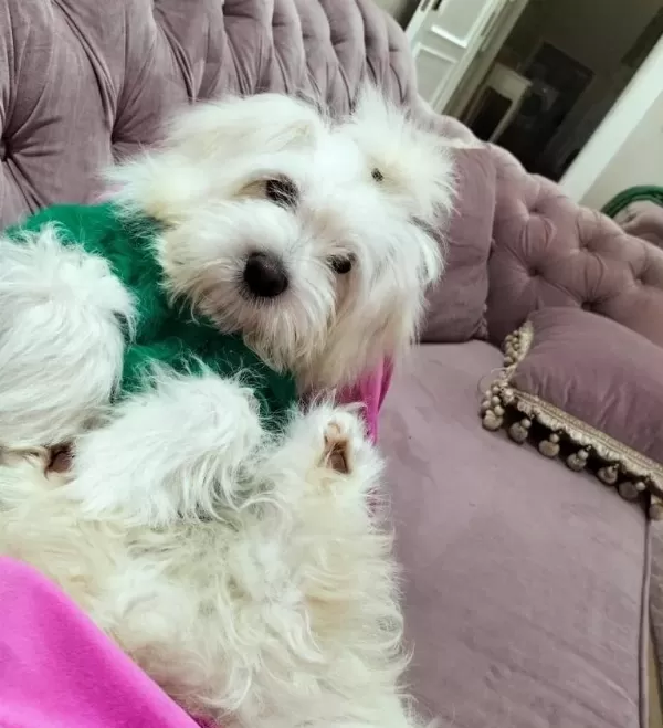 Maltesse Terrier Numara
