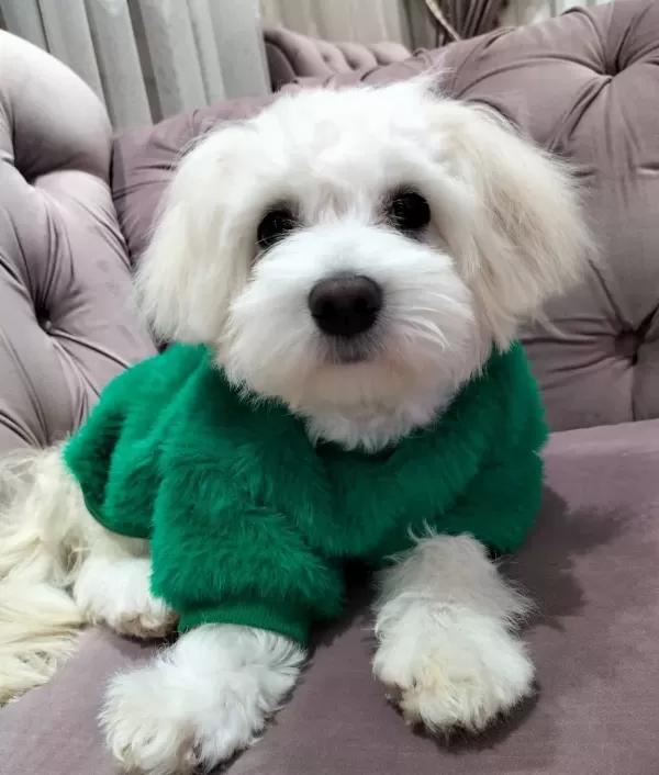 Maltesse Terrier Numara