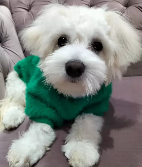 Maltesse Terrier Numara