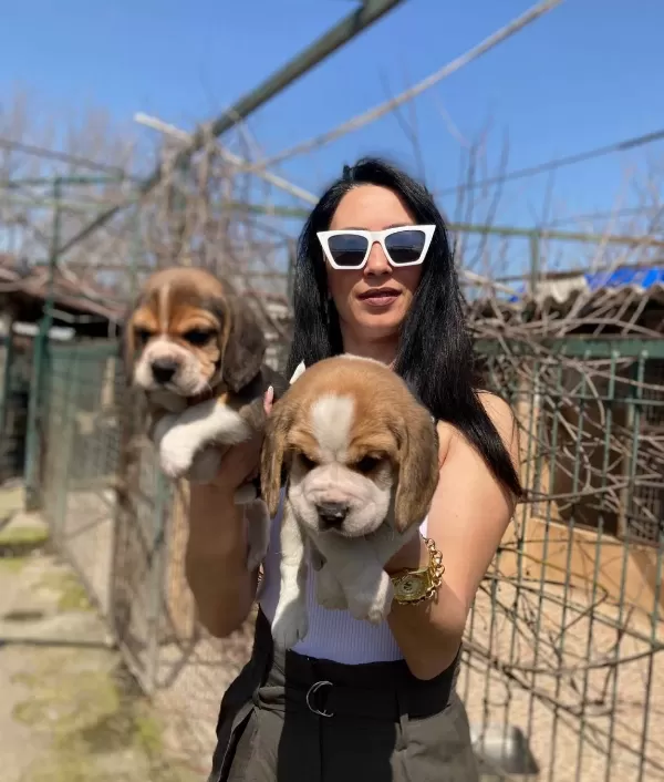 Beagle Yavrularım Sağlık Ve Irk Garantilidir