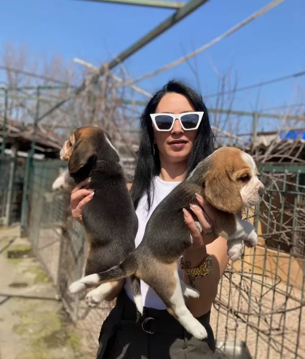 Beagle Yavrularım Sağlık Ve Irk Garantilidir