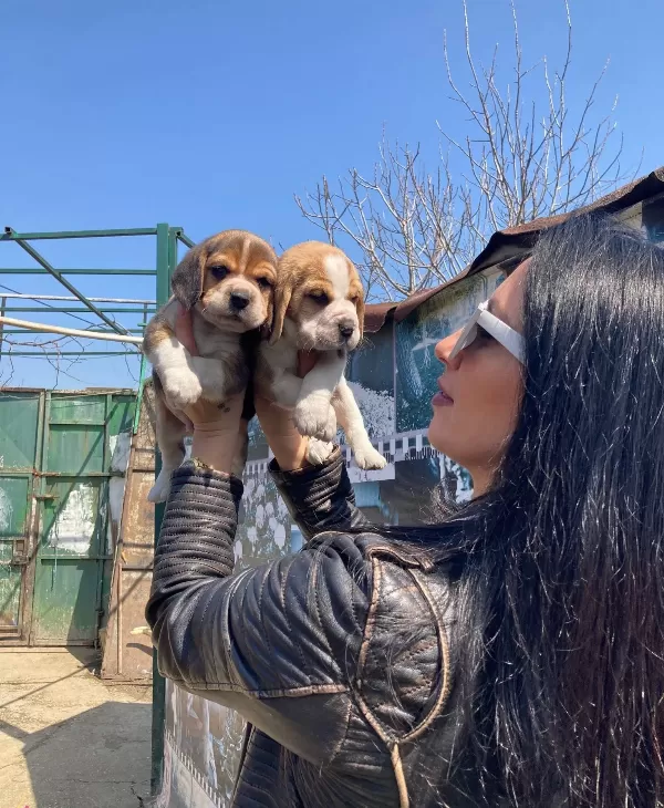 Beagle Yavrularım Sağlık Ve Irk Garantilidir