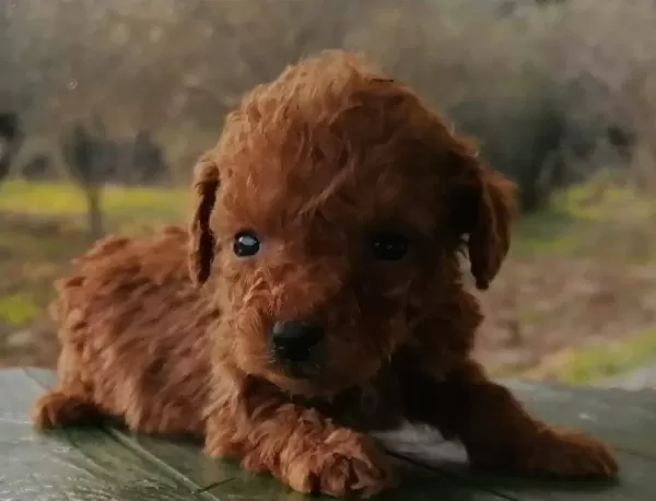 Akkus Uretim Ciftliginden Toy Poodle Yavruları