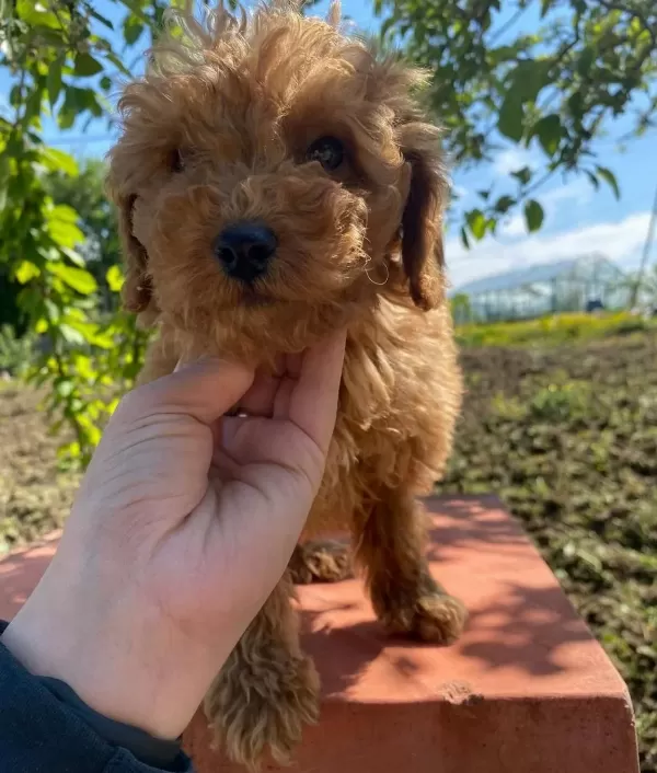 Akkus Uretim Ciftliginden Toy Poodle Yavruları