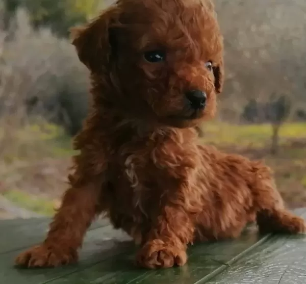 Akkus Uretim Ciftliginden Toy Poodle Yavruları