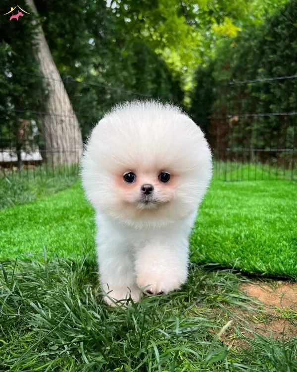 Yavru Patiler Farkı Ile Pomeranian