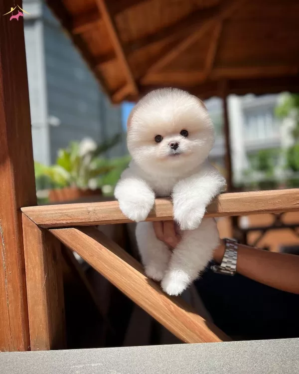 Yavru Patiler Farkı Ile Pomeranian