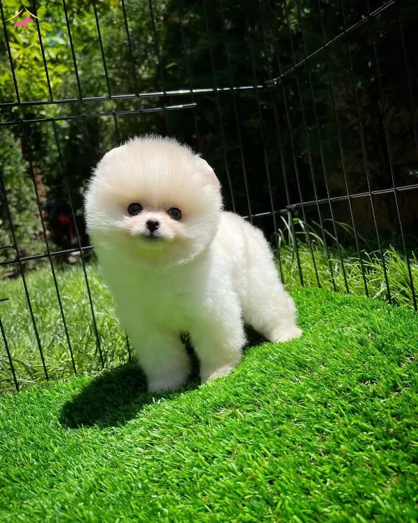 Yavru Patiler Farkı Ile Pomeranian
