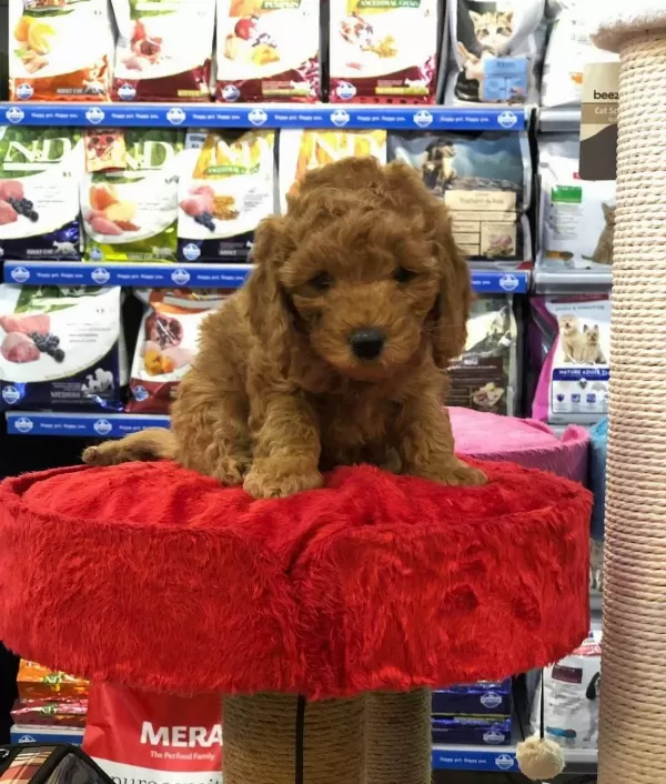 Maltipo Cinsi Numara