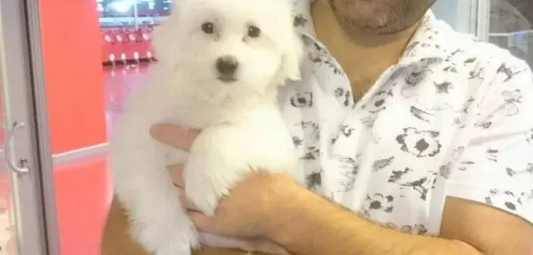 Maltesse Terrier Numara