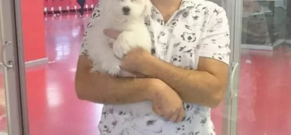 Maltesse Terrier Numara