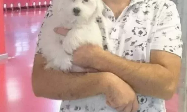 Maltesse Terrier Numara