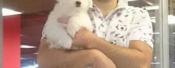Maltesse Terrier Numara