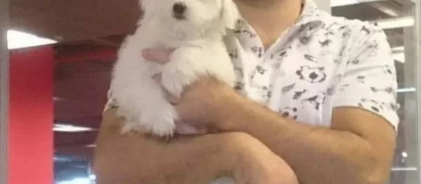 Maltesse Terrier Numara