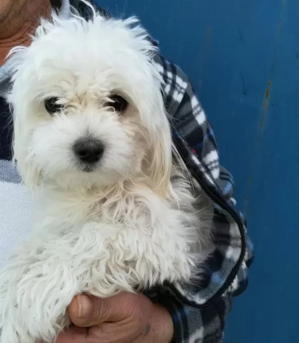 Maltesse Terrier Numara