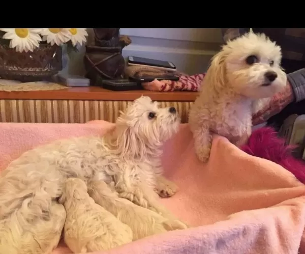 Maltesse Terrier Numara