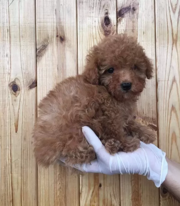 Maltipoo Cinsi Numara