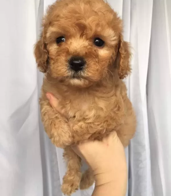 Maltipoo Cinsi Numara