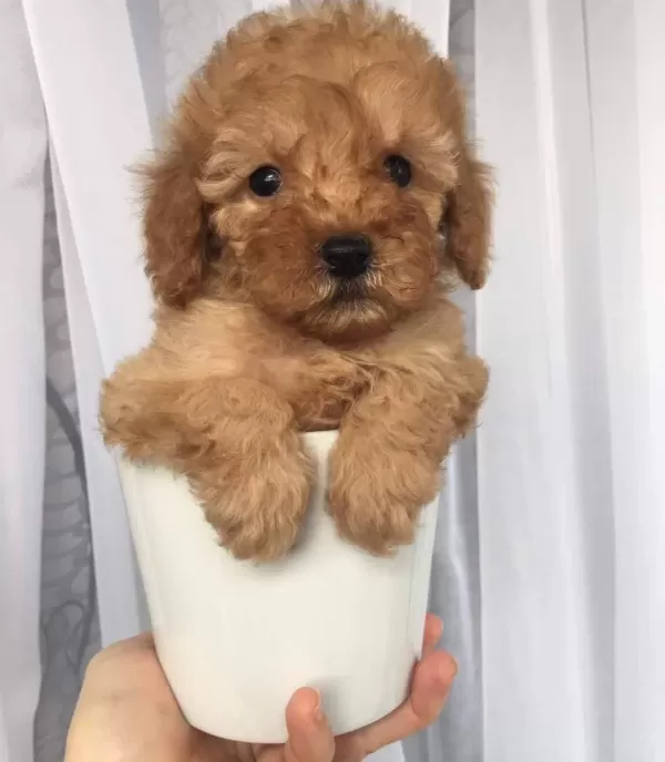Maltipoo Cinsi Numara