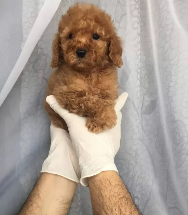 Maltipoo Cinsi Numara