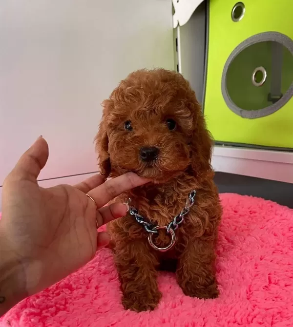 Irk Garantili Wc Eğitimli Mikrocipli Toy Poodle