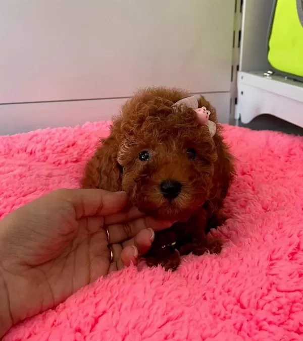 Irk Garantili Wc Eğitimli Mikrocipli Toy Poodle