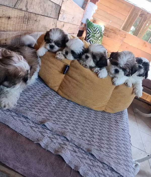 Mukemmel Shih Tzu Bebeklerim