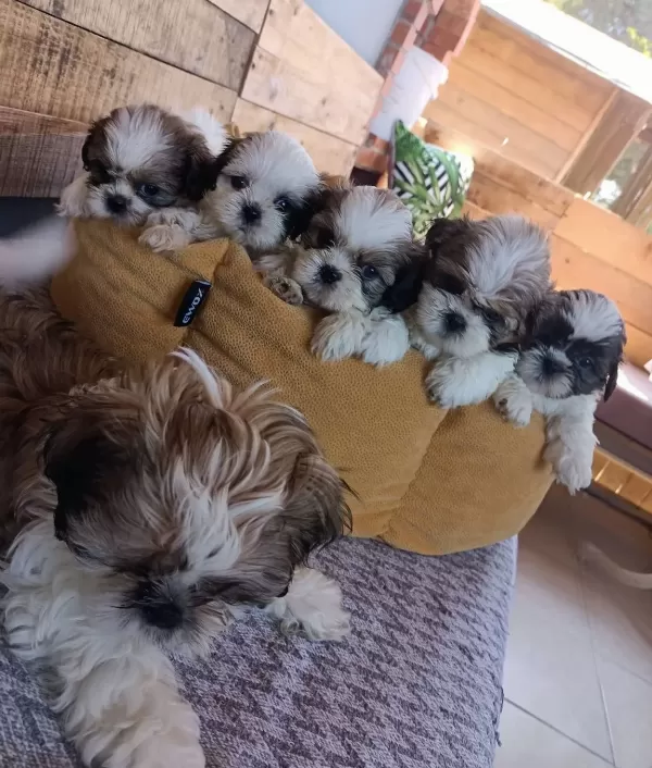 Mukemmel Shih Tzu Bebeklerim
