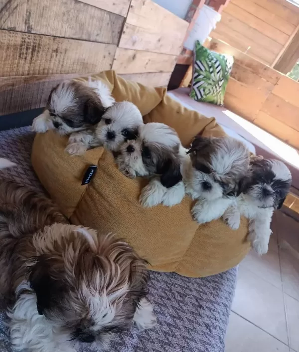 Mukemmel Shih Tzu Bebeklerim