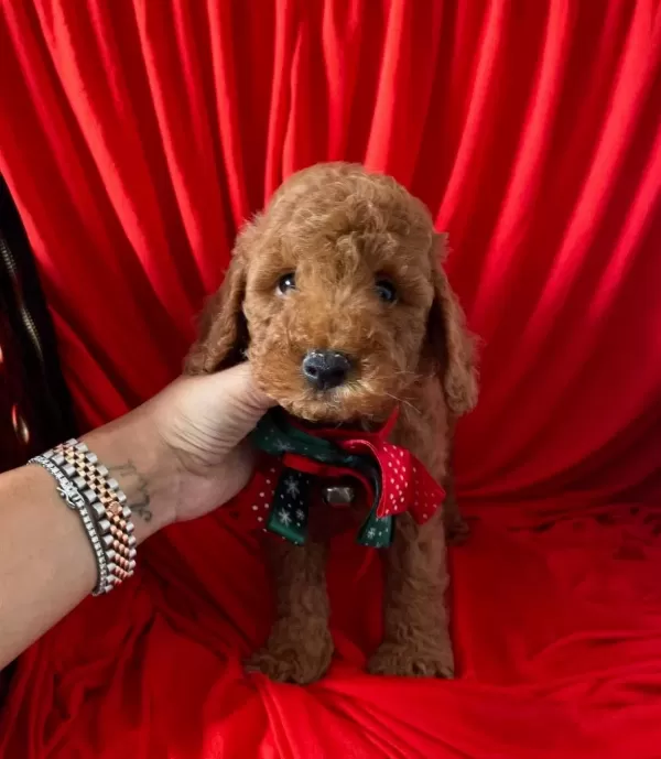 tüy Dokmez Koku Yapmaz Toy Poodle Yavrular