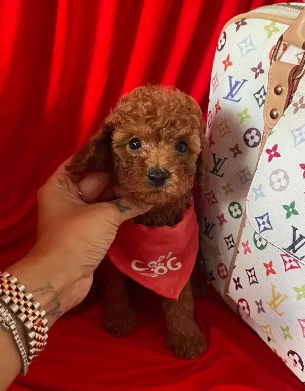 tüy Dokmez Koku Yapmaz Toy Poodle Yavrular