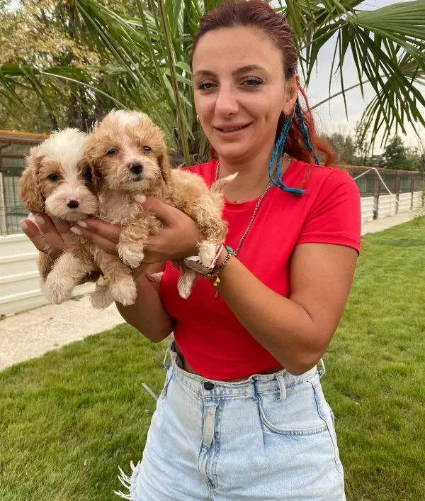 Mukemmel Maltipoo Bebek