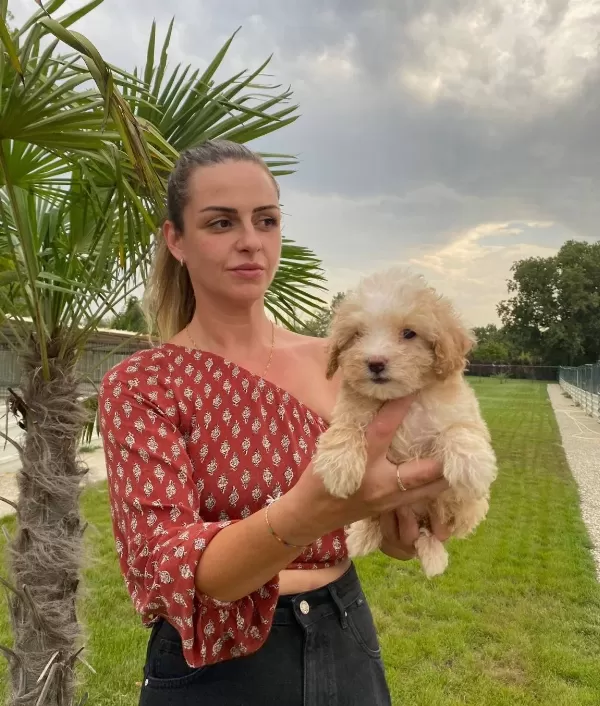 Mukemmel Maltipoo Bebek