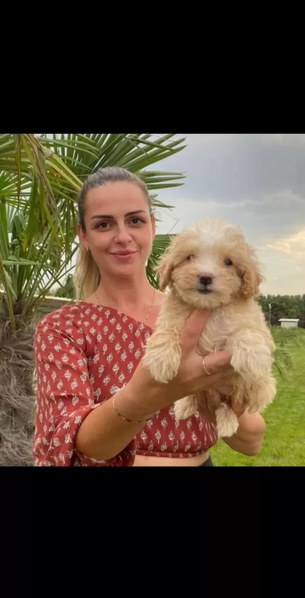 Mukemmel Maltipoo Bebek