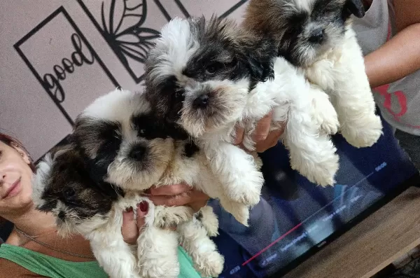 Harika Shih Tzu Bebekler