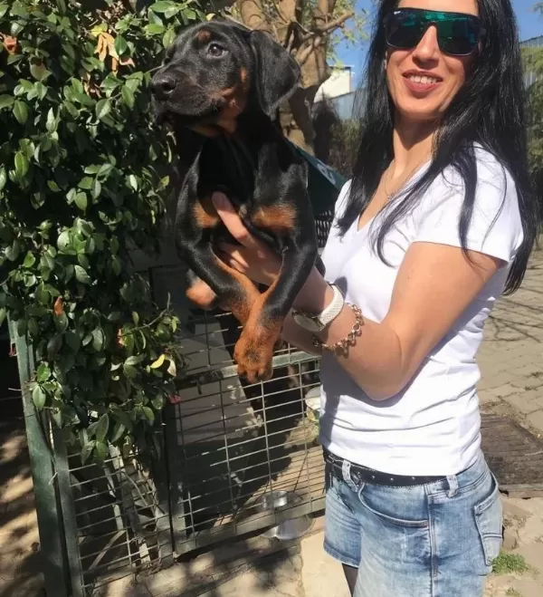 Doberman Yavrularım Sağlık Ve Irk Garantilidir