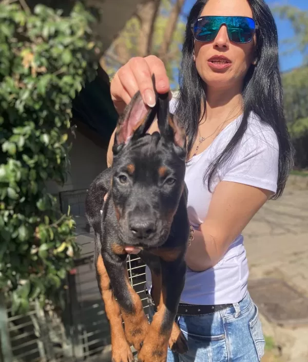 Doberman Yavrularım Sağlık Ve Irk Garantilidir