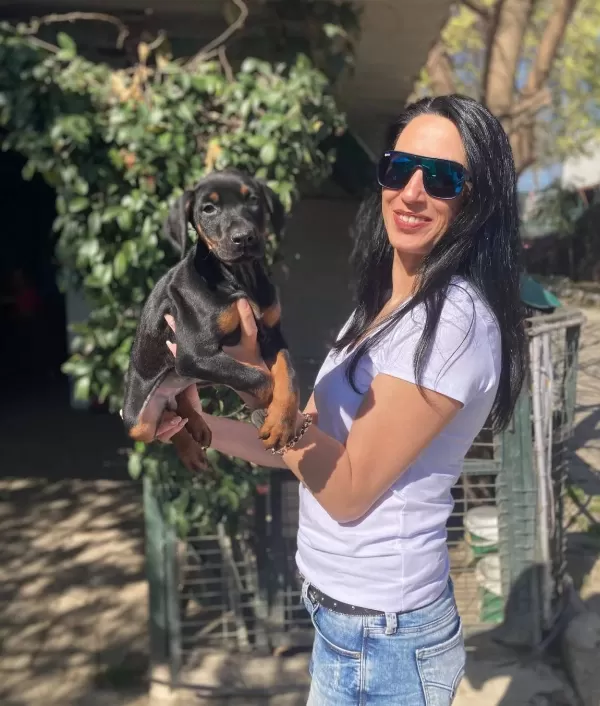 Doberman Yavrularım Sağlık Ve Irk Garantilidir