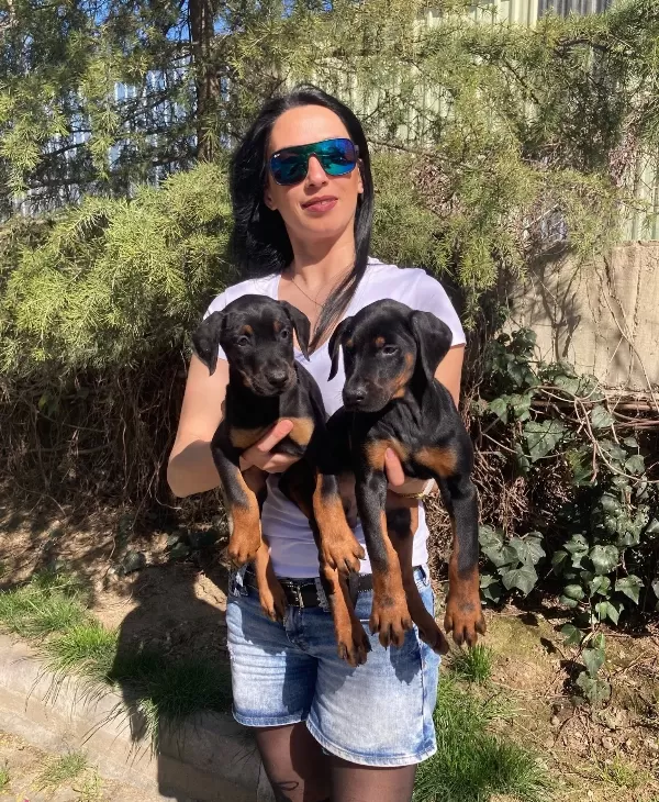 Doberman Yavrularım Sağlık Ve Irk Garantilidir