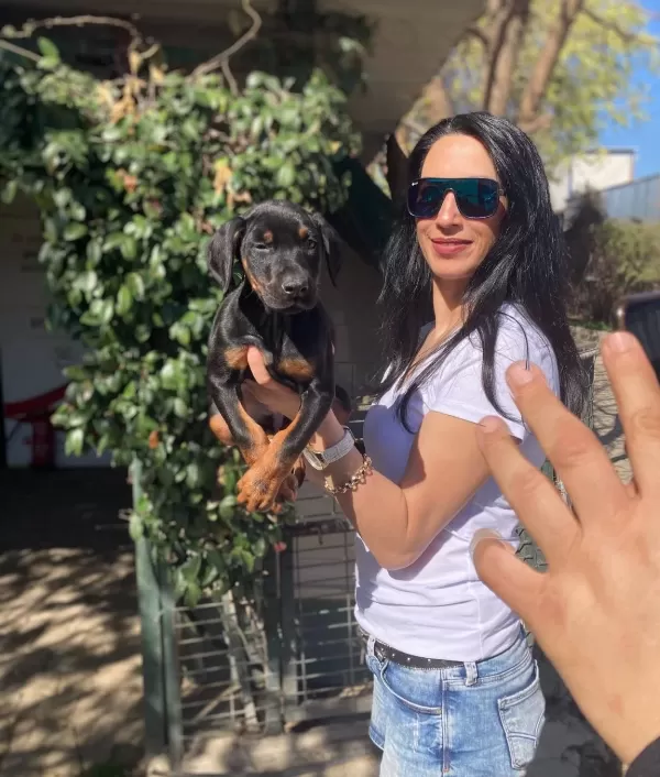 Doberman Yavrularım Sağlık Ve Irk Garantilidir