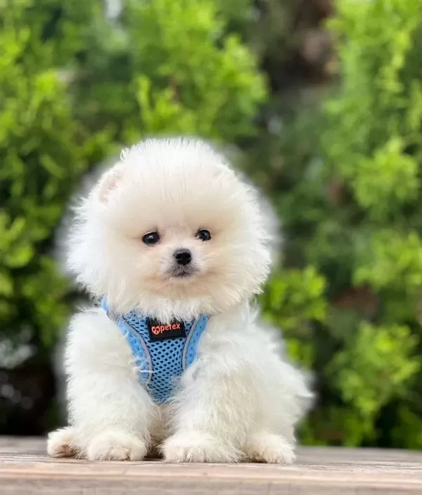 Teddy Bear Pomeranian Boo