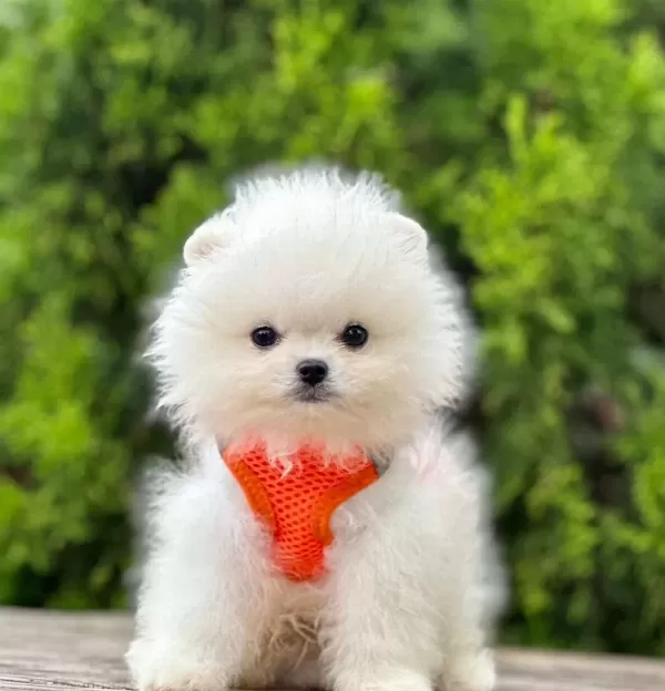 Teddy Bear Pomeranian Boo