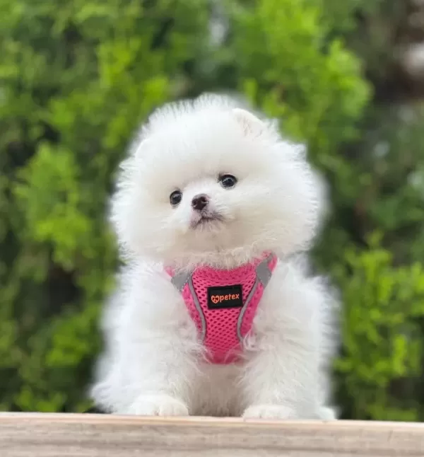 Teddy Bear Pomeranian Boo