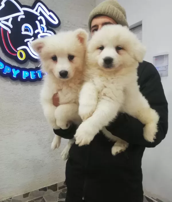 Safkan Irk Garantili Samoyed Yavrularımız