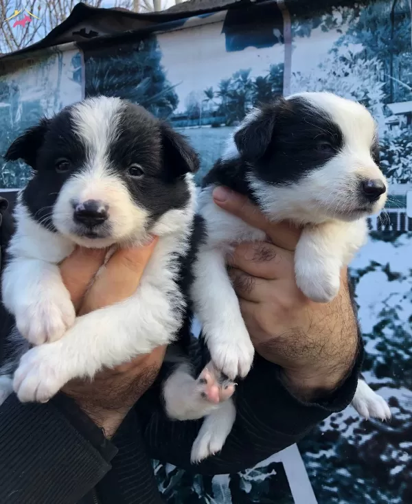 Üretim Çiftliğinden Muhteşem Border Collie Yavrularımız