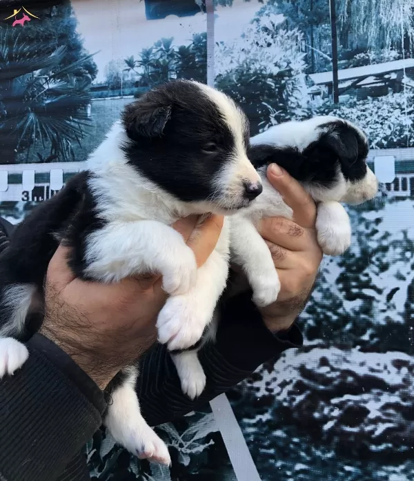 Üretim Çiftliğinden Muhteşem Border Collie Yavrularımız
