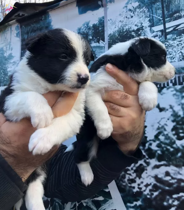 Üretim Çiftliğinden Muhteşem Border Collie Yavrularımız