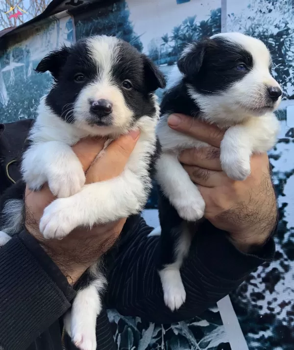 Üretim Çiftliğinden Muhteşem Border Collie Yavrularımız