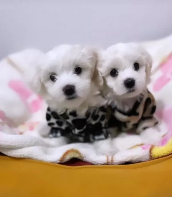 Maltesse Terrier Yavrularımız