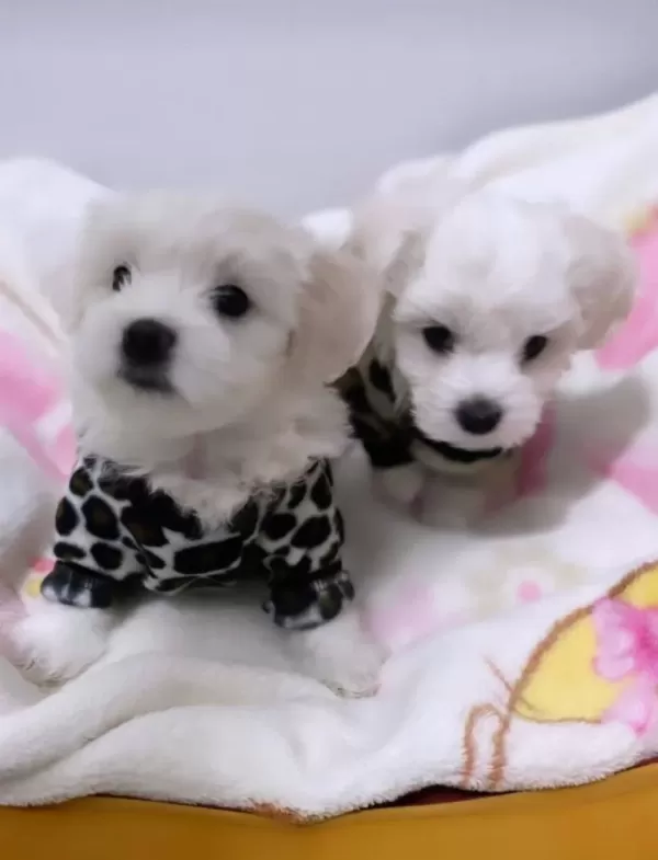 Maltesse Terrier Yavrularımız